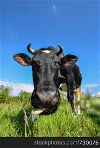 The portrait of cow with big snout on the background of green field. Farm animals. Grazing cow
