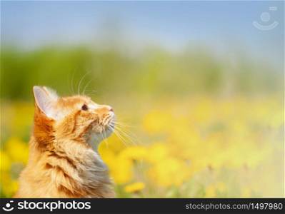The Portrait of Ginger Kurilian Bobtail Cat Curious for a field with yellow dandelions