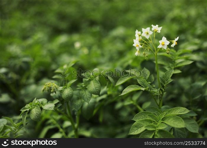the potato flowers are white, blurred background the garden of the natural growing conditions. flowering potatoes in the field.. the potato flowers are white, blurred background the garden of the natural growing conditions. flowering potatoes in the field
