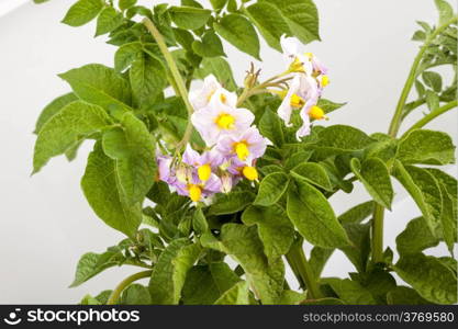 The potato with leaves isolated on a white background