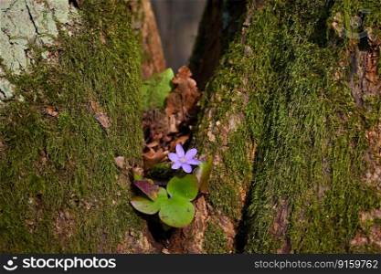 The power of nature. A beautiful little purple flower growing from a green tree in moss. Natural colorful background. Liverwort  Hepatica nobilis 