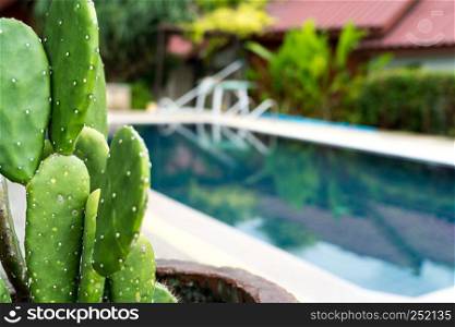 the Prickly Pear cactus in the pot beside the pool