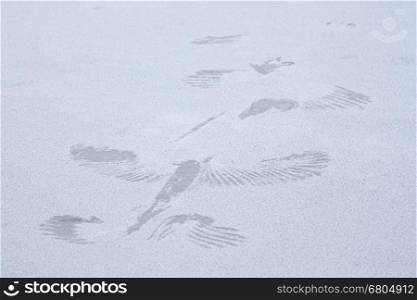 The print of a bird in the cold ice