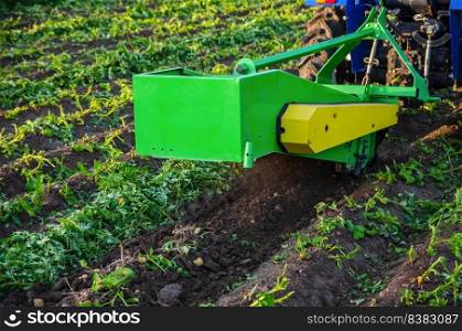 The process of digging up a crop of potatoes. Harvest first potatoes in early spring. Farming and farmland. Agro industry and agribusiness. Harvesting mechanization in developing countries.
