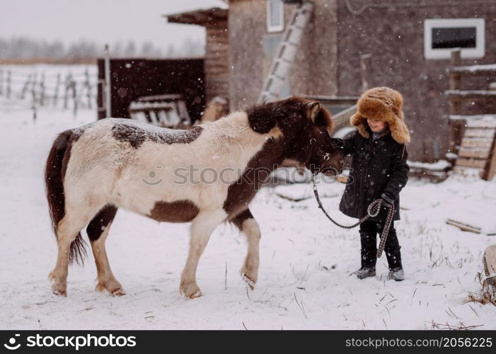 The process of feeding a pony among the stable yard.. A girl feeds a pony a carrot in the stable 3108.