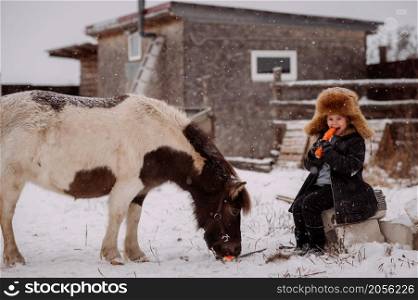 The process of feeding a pony among the stable yard.. A girl feeds a pony a carrot in the stable 3110.