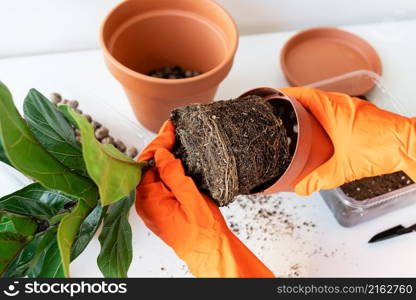 The process of transplanting a flowerpot-ficus lyrata. Hands holding a ficus transplant. Potted home plant ficus lyrata. Home gardening. Plants that are air purifiers. The process of transplanting a flowerpot-ficus lyrata. Hands holding a ficus transplant. Potted home plant ficus lyrata. Home gardening. Plants that are air purifiers.