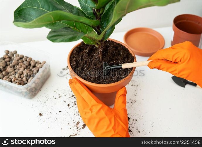 The process of transplanting a flowerpot-ficus lyrata. Hands holding a ficus transplant. Potted home plant ficus lyrata. Home gardening. Plants that are air purifiers. The process of transplanting a flowerpot-ficus lyrata. Hands holding a ficus transplant. Potted home plant ficus lyrata. Home gardening. Plants that are air purifiers.