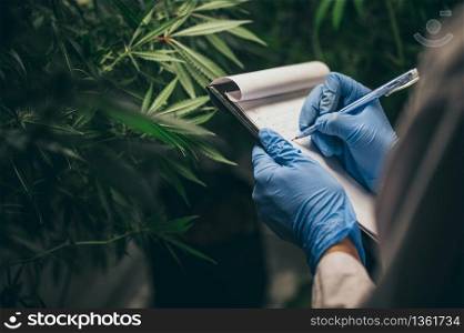The production of herbal medicines from marijuana in Medical experiment