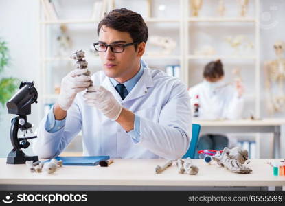 The professor studying human skeleton in lab. Professor studying human skeleton in lab