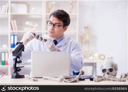 The professor studying human skeleton in lab. Professor studying human skeleton in lab