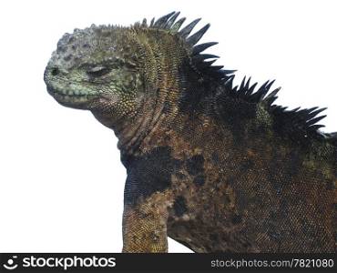 The profile of a male marine iguana (amblyrhyncus; cristatus) on the Galapagos Islands. The characteristic mottled scales are indicative of a mature male in breeding season. Isolated to a white background.