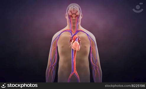 The proliferation of bacteria from cardiovascular road 3d illustration. The proliferation of bacteria from cardiovascular road