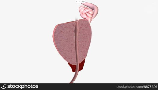 The Prostate, Sagittal Cross Section 3D rendering. The Prostate, Sagittal Cross Section