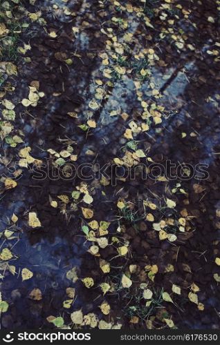 The puddle in the autumn forest with fallen yellow leaves