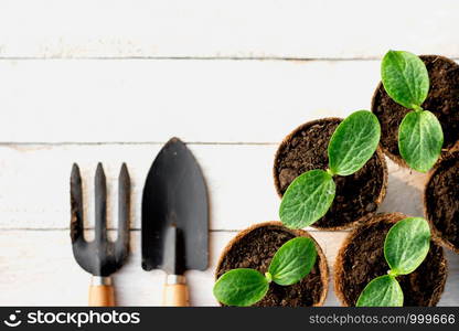 The pumpkin seedlings are growing in coconut fiber pots.