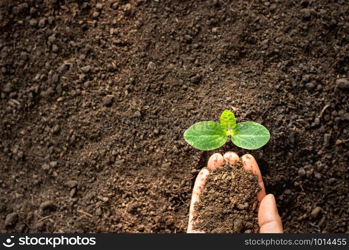 The pumpkin seedlings are growing while the man&rsquo;s hands are pouring the soil.