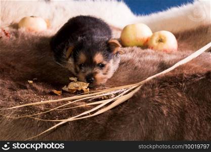 The puppy of breed the Australian terrier tries to take a bite of apple and to regale. Puppy dog breed Australian terrier lies among apples