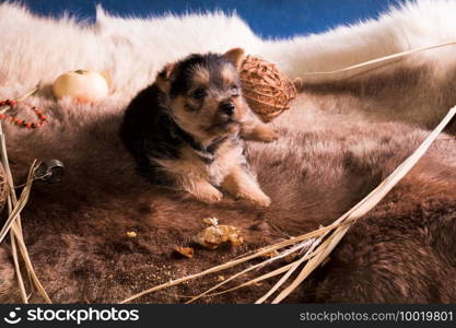 The puppy of breed the Australian terrier tries to take a bite of apple and to regale. Puppy dog breed Australian terrier lies among apples