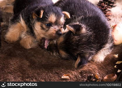 The puppy of breed the Australian terrier tries to take a bite of apple and to regale. puppy of breed the Australian terrier
