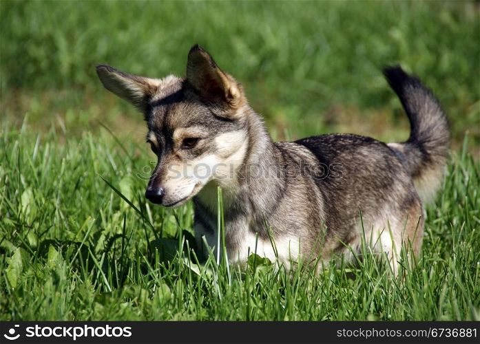 The puppy on a background of a green grass