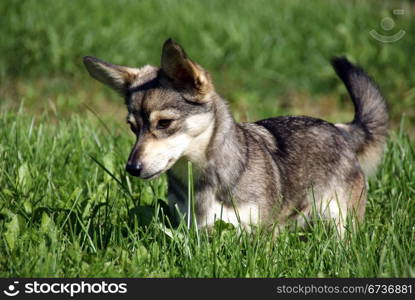 The puppy on a background of a green grass