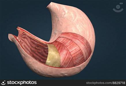 The purpose of your stomach is to digest food and send it to your small intestine. It produces enzymes and other specialized cells to digest. 3D illustration. The purpose of your stomach is to produce enzymes and other specialized cells to digest food.
