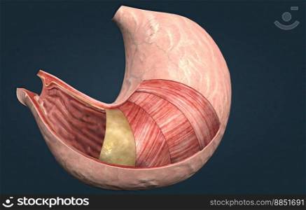 The purpose of your stomach is to digest food and send it to your small intestine. It produces enzymes and other specialized cells to digest. 3D illustration. The purpose of your stomach is to produce enzymes and other specialized cells to digest food.