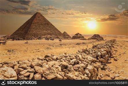The Pyramid of Menkaure and the three pyramid companions, the camels in the desert, Giza, Egypt.. The Pyramid of Menkaure and the three pyramid companions, the camels in the desert, Giza, Egypt
