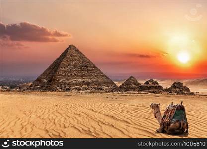 The Pyramid of Menkaure at sunset and a camel nearby, Giza, Egypt.. The Pyramid of Menkaure at sunset and a camel nearby, Giza, Egypt