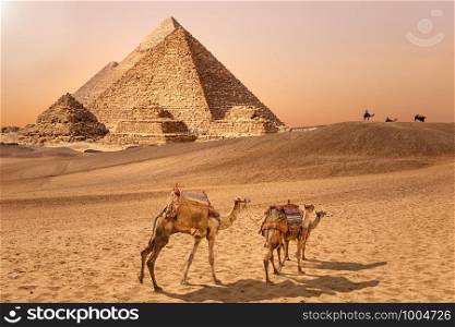 The Pyramids and camels in the Giza desert, Egypt.. The Pyramids and camels in the Giza desert, Egypt