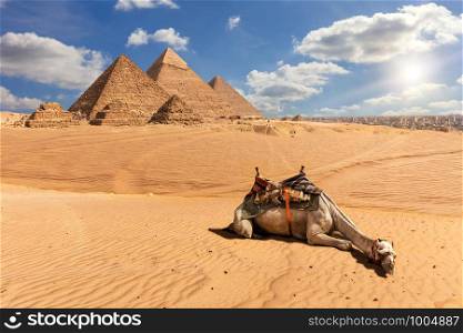The Pyramids of Giza and a camel in the desert, Egypt.. The Pyramids of Giza and a camel in the desert, Egypt