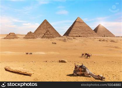 The Pyramids of Giza and camels in the desert of Egypt.. The Pyramids of Giza and camels in the desert of Egypt