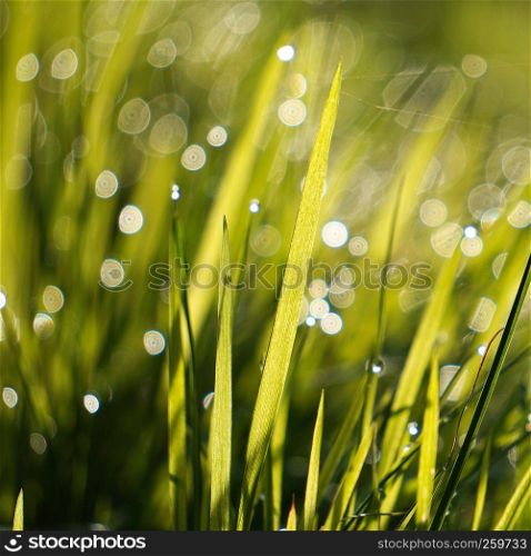 the raindrops in the grass