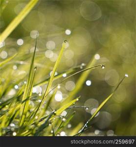 the raindrops on the grass