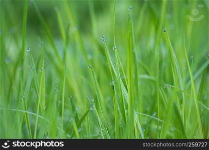 the raindrops on the grass in the garden