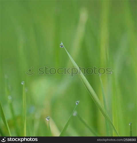 the raindrops on the green grass