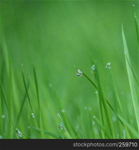the raindrops on the green grass