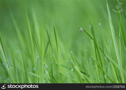 the raindrops on the green grass in the garden