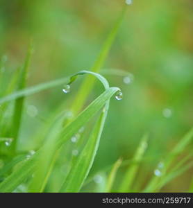 the raindrops on the green grass in the garden