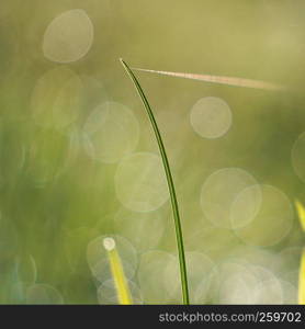 the raindrops on the green plant grass in the garden