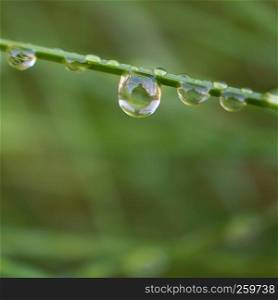 the raindrops on the green plant grass in the garden