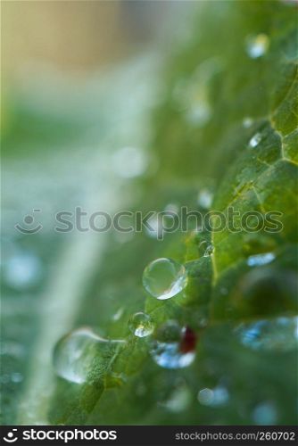 the raindrops on the green plant leaves