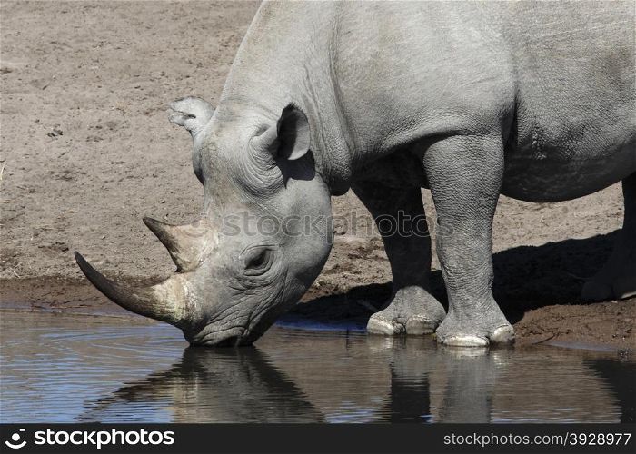 The rare Black Rhinoceros drinking at a waterhole in Etosha National Park in Namibia