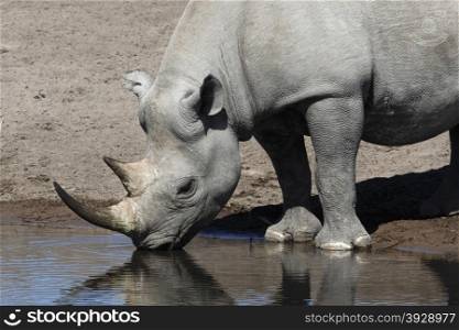 The rare Black Rhinoceros drinking at a waterhole in Etosha National Park in Namibia