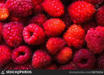 The raspberries close up as a background. raspberries close up