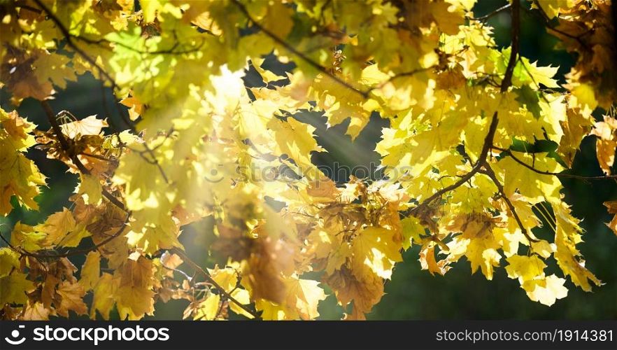 the rays of the sun make their way through the yellow leaves of the maple on an autumn day