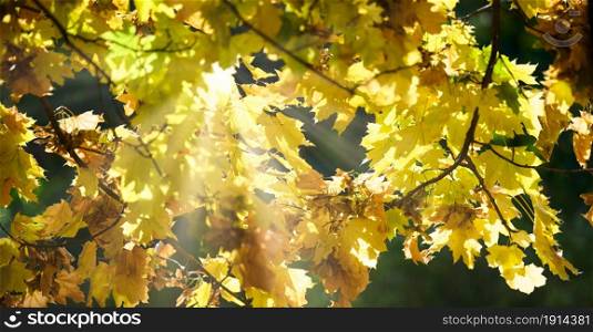 the rays of the sun make their way through the yellow leaves of the maple on an autumn day