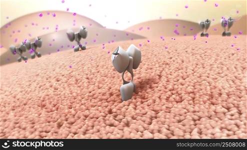 The receptor for insulin is a large protein that binds to insulin and passes its message into the cell. It has several functional parts. 3D illustration. Red blood cell insulin receptors in health and disease
