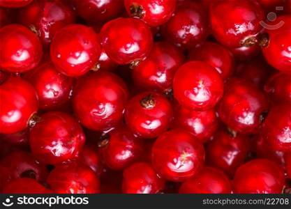 The Red currant fruits as a background. The Red currant